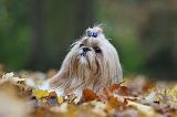 SHIH TZU 206